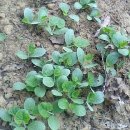 오월농장 이미지