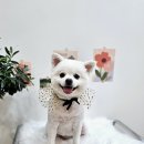 몽몽샬롱 이미지