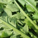 열무농장 이미지