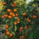 윤정 농장 이미지