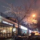 비바리올