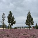 타이어 리치 | 의령 놀거리 부모님과 가볼만한곳 기강 리치꽃축제 기간 주차 간식 부스 기차 요금 소요시간