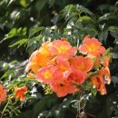 연못 속 풍경 이미지