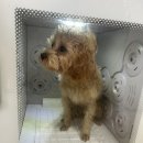 진도돈마당 | 유기견 봉사활동, 유기견 임시보호가 궁금하신 분 커몬