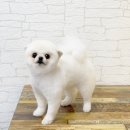 미쓰멍 | 구리애견미용실 존예탱 미쓰멍 후기