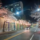 평산로-2 | 울산 중구 약사벚꽃축제 후기 | 평산로 벚꽃길 낮보다 밤이 더 예뻐요!