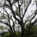 제주 도련동 귤나무류 이미지