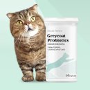 ㅣ 고양이 신장 유산균 ㅣ 내고양이 장건강 관리템! 그레이코트 프로바이오틱스 급여 솔직후기