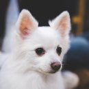 행복하개키울고양 이미지