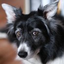 플러스동물의료센터 이미지