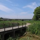 보강천 미루나무숲 이미지