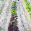 명곡농장 이미지