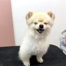 펫밀리쌀롱 이미지