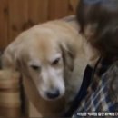 개빵뜯어먹는소리 이미지