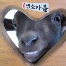 염소마을 이미지