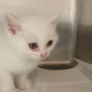 동부 동물병원 이미지