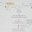 페닐케톤뇨증과 크로마토그래피 이미지