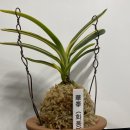 화봉 Daum카페