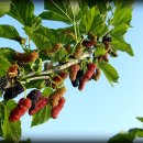 변산농장 이미지