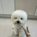 강아지치과 강남예치과동물병원 진료 및 스케일링 예약 후기