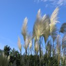 팜파스 이미지