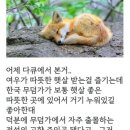 한국 전래동화에 여우가 악역으로 등장하는 이유 이미지