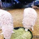야베스 축산 네이버블로그