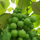 농장이야기 이미지