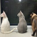 모두의 집사 이미지