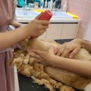 고양이무마취미용 냥지곤지 이미지