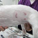 노원 바른 동물의료센터 이미지