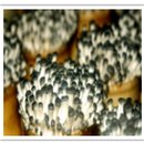 청정미나리영농조합법인 이미지