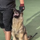 반려동물행동교정사 | 김포·인천 반려동물행동교정사 자격증반 수업 후기 🐾