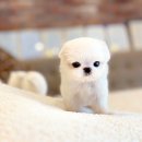 인천강아지분양 고양이분양 24시 데려가개 청라점 이미지