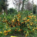 용이네 농장 이미지