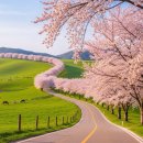 대안목장 | 서산 한우목장 벚꽃 개화 시기 총정리! 인생샷 명소 공개