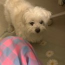 까슈 | 한심하게 살 용기