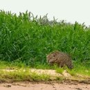 카피바라 잡아채는 재규어 🐆 이미지