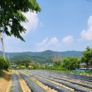 열무농장 이미지