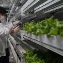 스마트팜 이미지