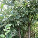 두목농장 이미지