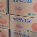 감귤10kg 13,000 (무료배송) 이미지