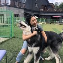 개들의왕국 이미지