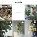 뮤플라워 네이버블로그