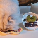 젠(Gen)동물병원 | [공지] 반려묘 생일파티 페르시안 친칠라 우리집 고양이 첫돌