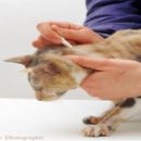 다산동물약국 이미지