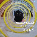내아이멍멍 | 멍멍집사 고양이 터널 장난감, 혼자서도 잘 놀아요