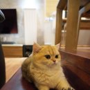 애월캐터리 이미지