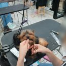 이쁘개 귀엽개 이미지