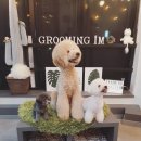 그루밍아이엠 이미지